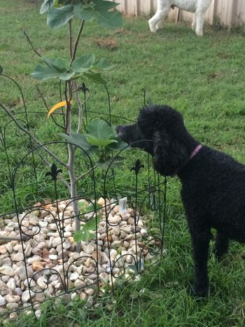 Comet loves to nibble on the fig tree.
