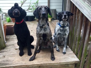 Beau (Comet x Dino) Gonzo the doodle mix(creole poodle rescue) & Django
