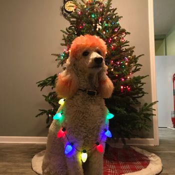 festive Clover
