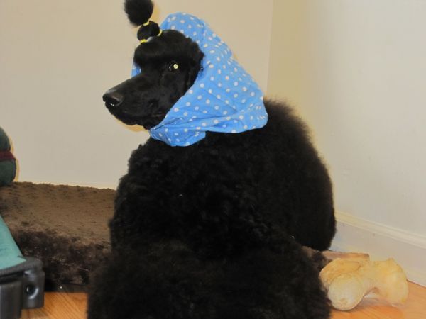 Poodle snood hotsell