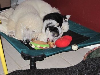 Armani and Queen Lily (Chinese Crested Powderpuff) sharing beds but not bones
