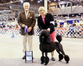 Beaumont Kennel Club, 7/20/13 with Kadie Bonds under Judge Mr. Houston Clark (Jacki's 1st Major Win)
