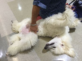 Our lovely friend Debi gives Tiffs some belly rubs in Kenner, LA. Debi is guardian to Tiff's mom Cali & sister Lil Bit o Roux
