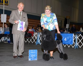 Louisiana Kennel Club, Jacki with Kadie Bonds Best of Winners under David Kittredge 8/2/13 (Jacki's 2nd Major win)
