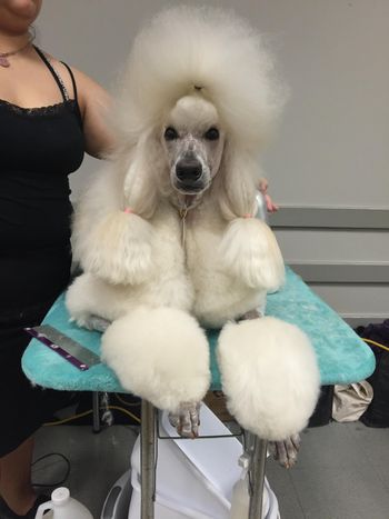 Clover in the Lagniappe Cluster just before she retired from the show ring
