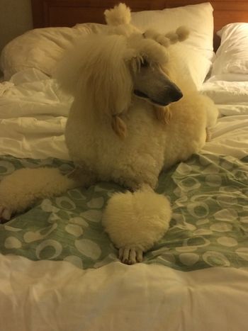 new CH relaxing on the bed at the hotel
