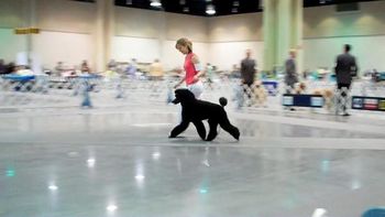My girl and I at her 1st show - Biloxi, MS 6/4-6/5, 2011! We took home a blue ribbon that day :)
