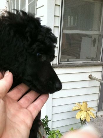 Cali's breeder, Debra Ferguson Jones of Lakeridge, shows off her beautiful face.
