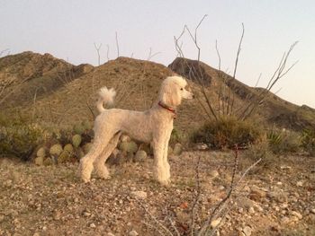 Soleil in the desert
