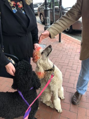 Clover and Natalie getting pets in the French Quarter
