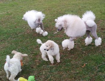 Camille, her brother Nathan, her dam Poody & her Auntie Snotty
