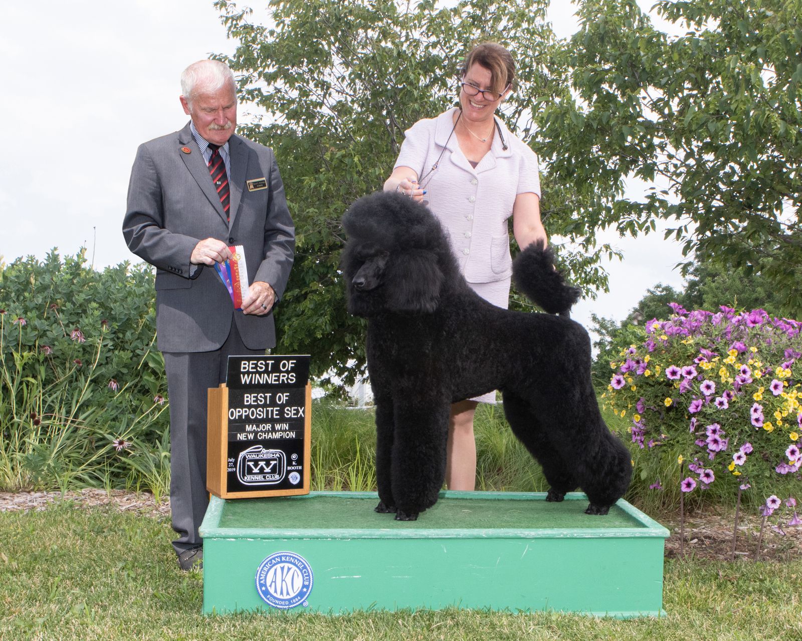 Violet store standard poodles