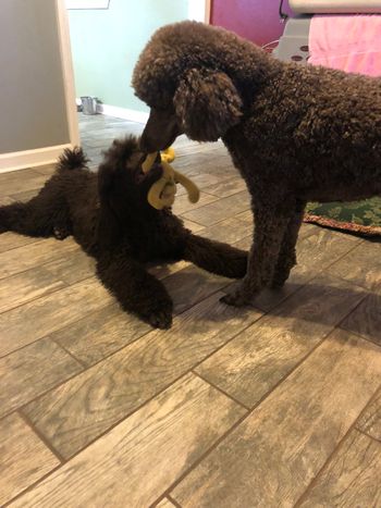 Cocoa and Juno playing tug
