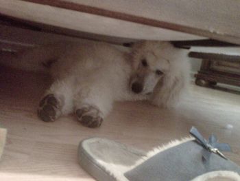 Armani decides to take a nap under the bed for some QT
