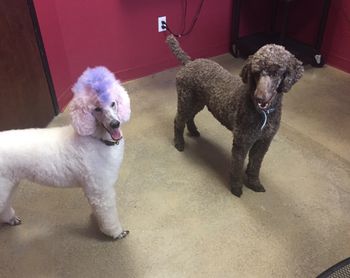 Camille & Juno at Allstar Animal Clinic
