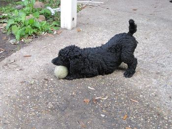 "Daphne" playing with the ball (white girl)
