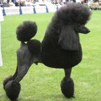 Degana poodles sales