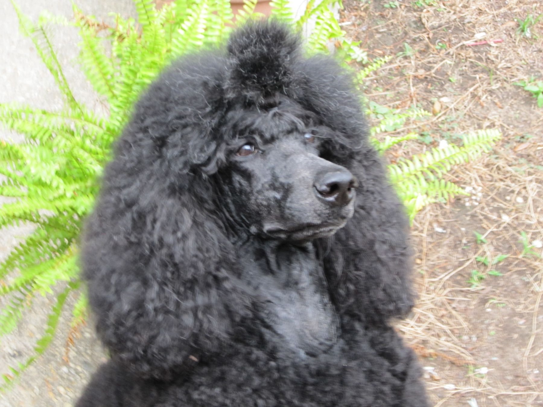 Wycliffe poodles sale