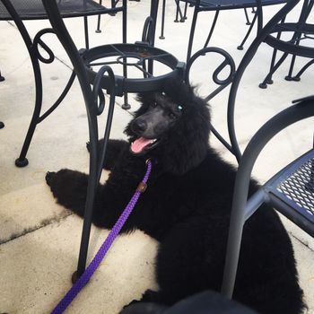 Misha hanging out under the table at "The Standard" restaurant in Uptown New Orleans
