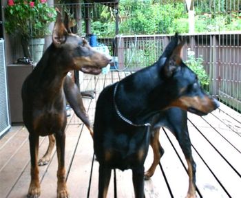 Pete (red) & Cleo (black)
