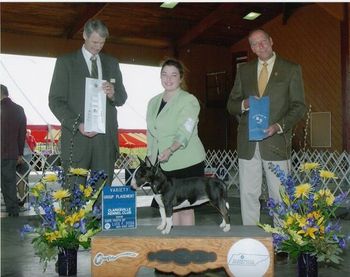 CH Dier's Gabrielle of Brownstone "Gabby" Group 4 placement........and she did it again the next day! 1 Year old GO Gaberdoodle!!!!!!!!! Owned by Crissy Brown-Stone and Steve Stone
