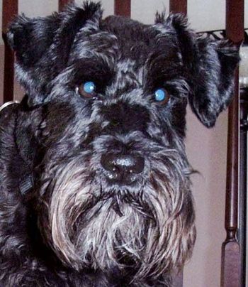 My favorite dog in the world, Wolfgang... he's awesome. He enjoys sitting in front of loud stereos and guitar amps, eating cookies and killing snakes in the back yard.
