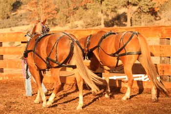 Working in the arena here on the ranch.......
