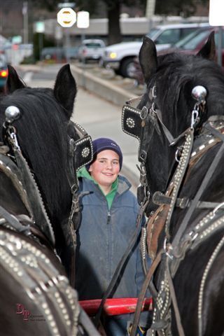 To gain perspective, these "Percherons" weigh over 2000 lbs. each, and are over 18 hands tall......
