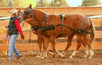 "Flaxie and Sunny" walking in perfect unison together.....
