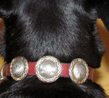 (Xtra Small Collar #1) Is a 3/8 brown leather with 3 barbwire silver and gold conchos. Has a 3 piece silver and gold buckle set. Fits toy breeds with a 7 to 8 inch neck. Pictured here on our chihuahua. Sale Price $40.00
