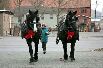 Our Percheron team "Bonnie and Clyde" getting ready to go to work.....
