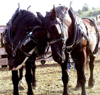 "Bonnie and Clyde" are a mother and son team reunited after several years apart.....
