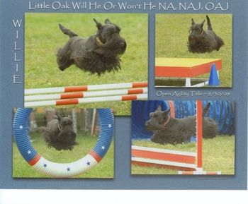 "Willie" Little Oak Will He or Won't He Owned by Susan Ririe He is out of "Stuart" ( CH Little Oak Sure I'm Sure Sir Stuart) who is owned by STCM members Jim and Diana DeAmond. Willie is pictured finishing his Agility Title at Montgomery County 2009

