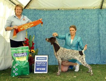 Mutli BIS & BISS Grand Ch. Moruada California Dreamn' BIS Adelaide Hills Kennel Club 2007.
