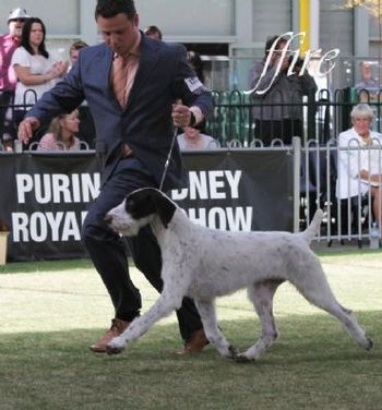 Andre - In the Group Sydney Royal 2010
