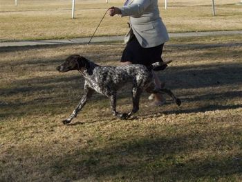 Moruada Madison Avenue 6 CC's for 68pts - 8 in Group / 1 Group 2 @ 7mths of age & a Minor in Show winner. RCC Brisbane Royal 2008 & Puppy of Breed.
