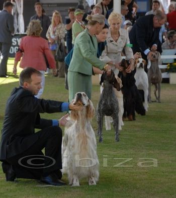 Jake and Pekoe in the final 8 of the group Sydney Royal. Not yet been awarded
