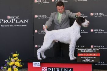 Andre - Best of Breed Sydney Royal 2010

