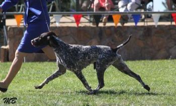 Possum winning BOB at Canberra Royal
