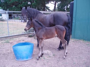 Purebred Morgan colt, Redbluff Kareena x Karenza Apollo foaled Nov 2012
