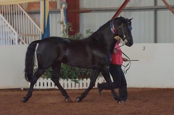Roy NMS 2013
