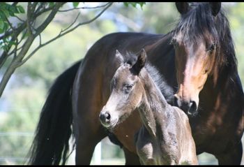 Truly Royal  purebred filly
