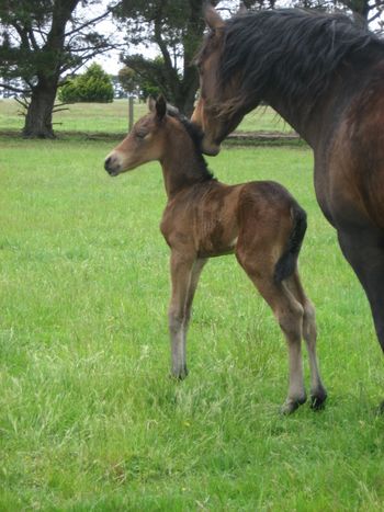 Makara Park Royal Reign - Purebred Morgan colt- Watching Royalty x Mt Tawonga Folie foaled 13/11/13

