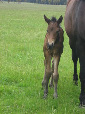 Makara Park Royal Reign - Purebred Morgan colt- Watching Royalty x Mt Tawonga Folie foaled 13/11/13
