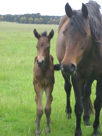 Makara Park Royal Reign - Purebred Morgan colt- Watching Royalty x Mt Tawonga Folie foaled 13/11/13
