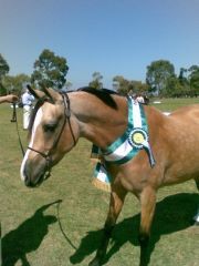 Part Arabian Mare Makara Park Juliette (Jewel)
