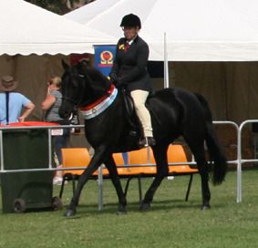 Purebred mare Red Bluff Kareena, now owned by Pam Wallis & Janet Baxter.
