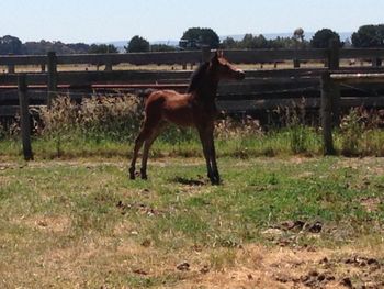 Makara Park Royal Reign
