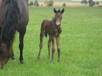 Makara Park Royal Reign - Purebred Morgan colt- Watching Royalty x Mt Tawonga Folie foaled 13/11/13
