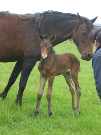 Makara Park Royal Reign - Purebred Morgan colt- Watching Royalty x Mt Tawonga Folie foaled 13/11/13
